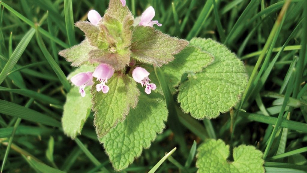 5 Tips to Enhance Broadleaf Weed Control