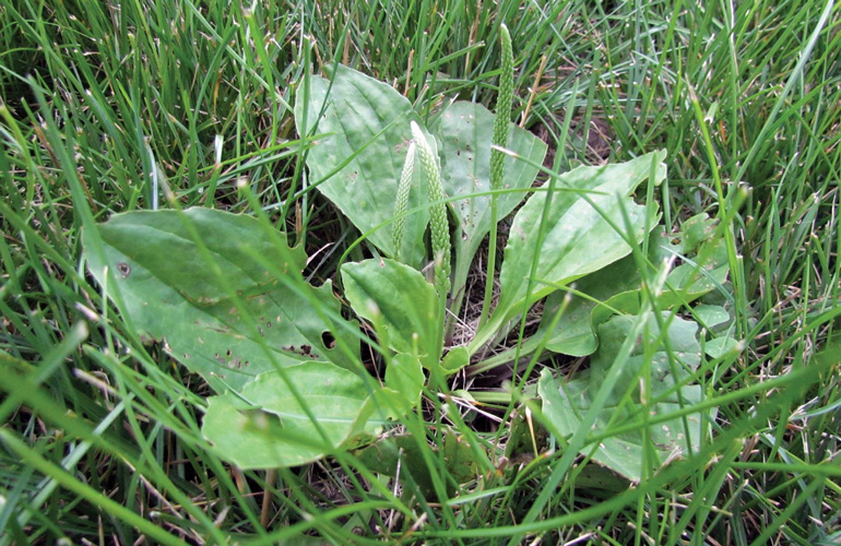 5 Tips to Enhance Broadleaf Weed Control