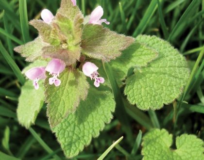 5 Tips to Enhance Broadleaf Weed Control