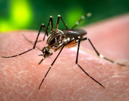 Mosquito Control