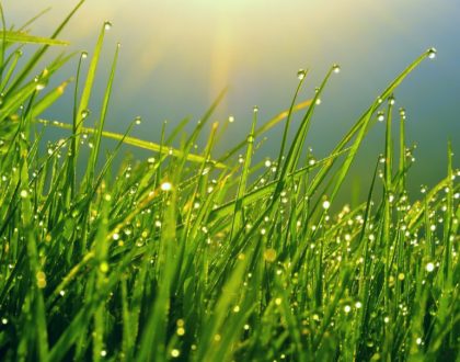 Tips for Growing Green Lawns