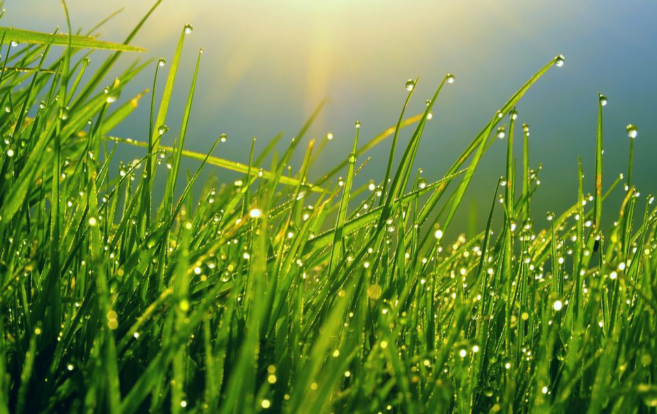 Tips for Growing Green Lawns