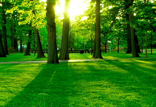 How Can I Grow Grass in the Shade?