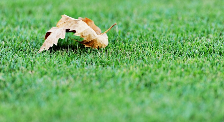 Aerating and Overseeding Your Lawn In Fall