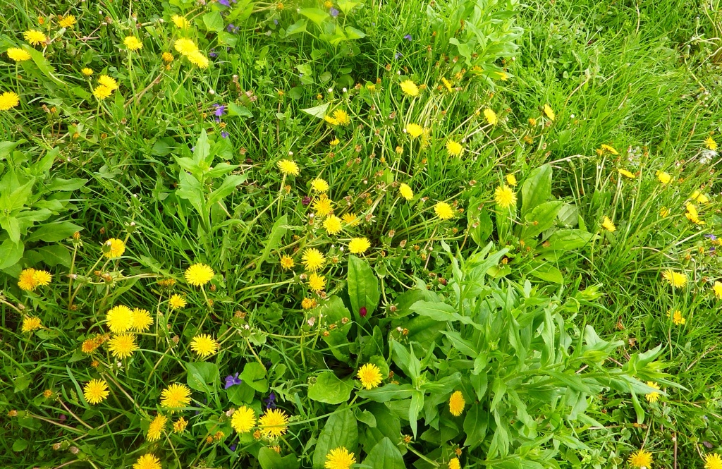 weedcontroltreatments Green Earth Solutions, Inc Lawn Care in