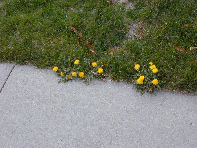 Weeds On Edges?