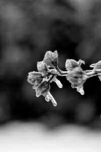Protect Your Plants In A Freeze – How To Protect Plants From Freezing