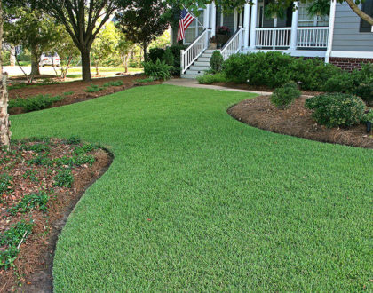 Zoysiagrass for Florida Lawns
