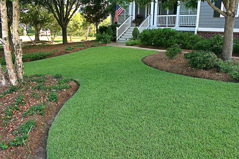 Zoysia Grass For Florida Lawns Green Earth Solutions Inc Lawn Care 